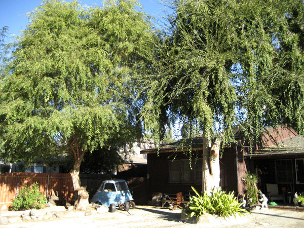Altadena